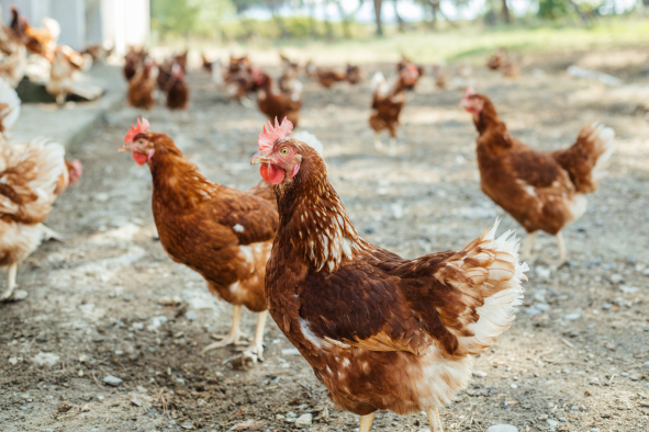 Castilla-La Mancha destina 7,5 millones para adaptar los sistemas de puesta de huevos en jaulas a ecológico, camperas o en suelo
