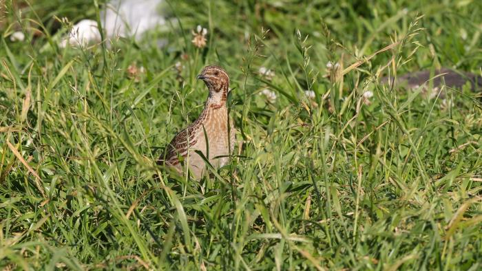 Castilla-La Mancha abre el periodo hábil de caza especial de ‘media veda’ para las especies cinegéticas migratorias estivales autorizadas