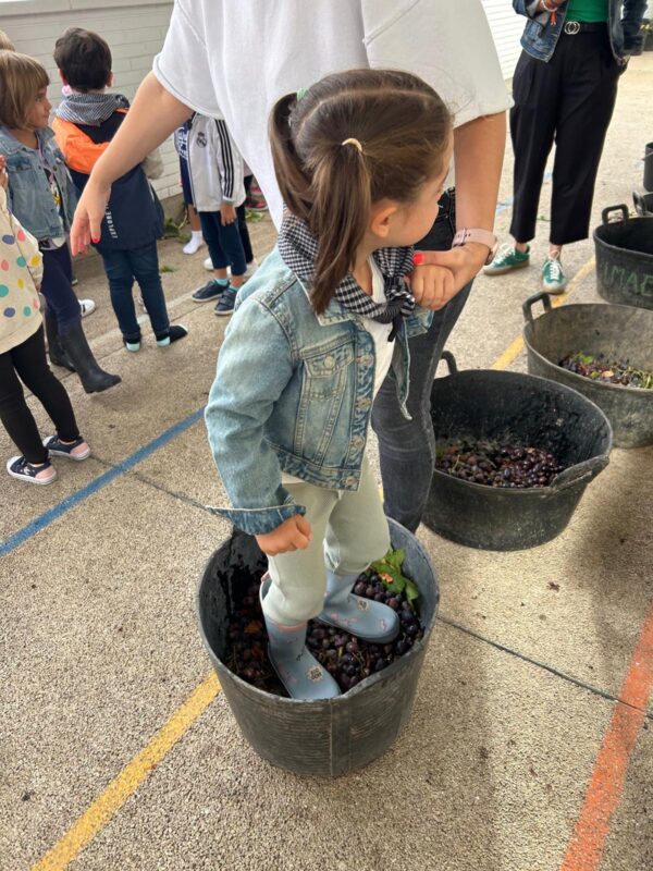 Vendimia en el CEIP Félix Grande de Tomelloso