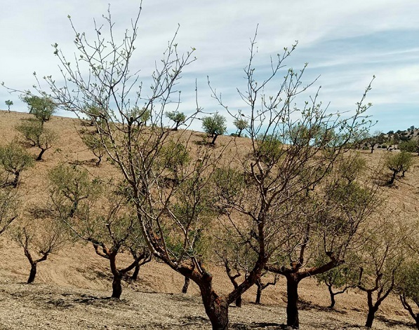 UPA critica al Ministerio de Agricultura por sus previsiones de frutos secos: “Ignoran a las explotaciones familiares, de secano y en ecológico”