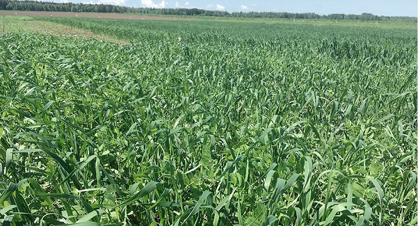 Primeros resultados del Proyecto Leguminose: El intercropping de leguminosas y cereales puede reducir las necesidades de fertilización de nitrógeno