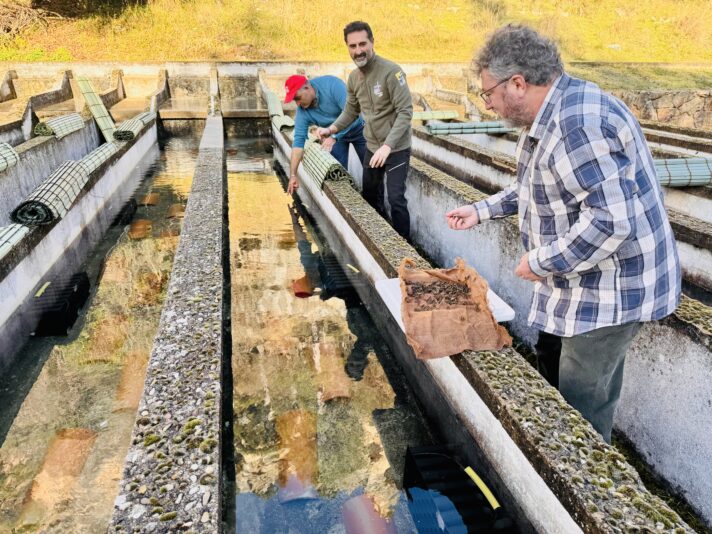 Se inicia la reintroducción del cangrejo de río autóctono en la piscifactoría de Uña