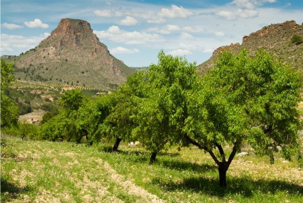 UPA logra la ampliación de la ayuda asociada a frutos secos a 279 nuevos municipios en riesgo de desertificación