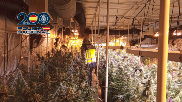 La Policía Nacional desmantela un grupo criminal dedicado al tráfico de drogas e interviene más de 1.000 plantas de cannabis