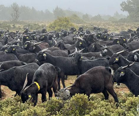 Castilla-La Mancha convoca las subvenciones destinadas al fomento de las razas autóctonas españolas