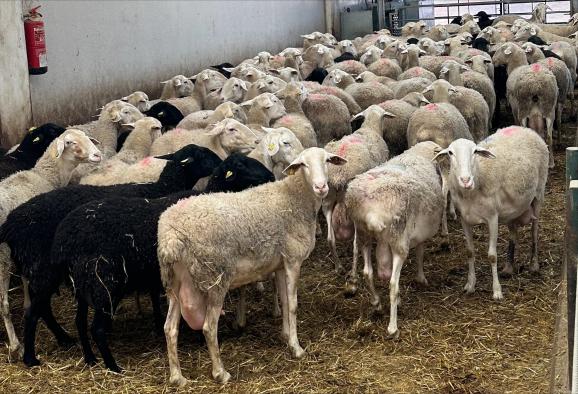 Castilla-La Mancha autoriza la incorporación de la lana en el estiércol para su compostaje
