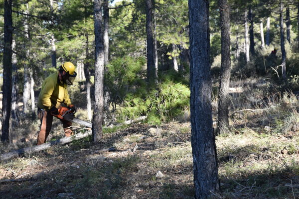 La Junta invertirá cerca de 10 millones de euros en la limpieza de los montes de Cuenca para prevenir incendios forestales