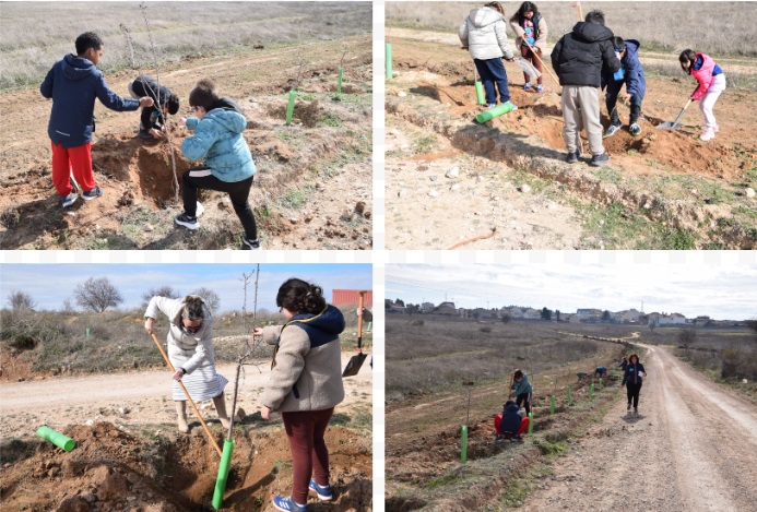 Plantación de almendros en el camino de Peña El Águila de Tarancón con la participación del colegio Melchor Cano