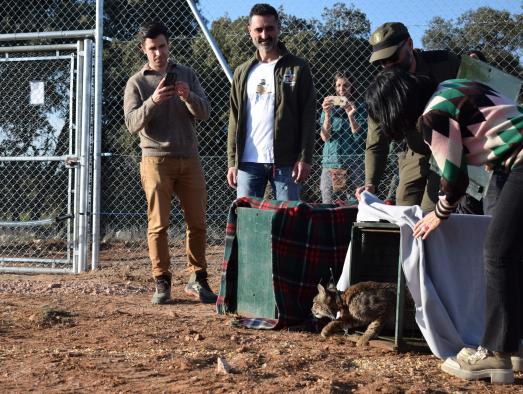 El Gobierno de Castilla-La Mancha lleva a cabo la segunda suelta de ejemplares de lince ibérico en la provincia de Cuenca