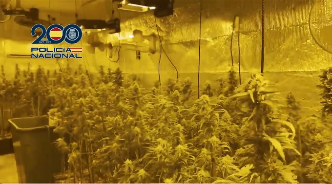La Policía Nacional desmantela una red de cultivos indoor de marihuana en la provincia de Toledo