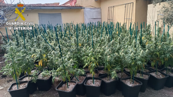 La Guardia Civil desmantela una plantación de marihuana indoor en la urbanización “El Ballestar” de Barajas de Melo