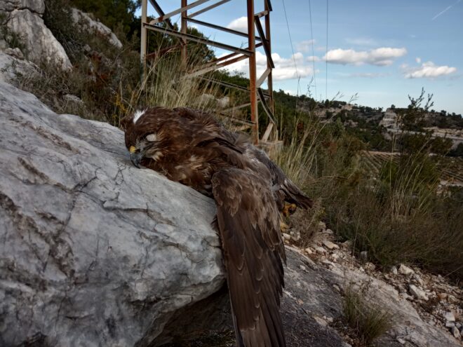 Electrocuciones de águilas imperiales y otras rapaces en la provincia de Cuenca