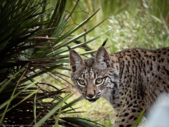 La población de linces ibéricos creció un 19% en 2024 respecto al año anterior