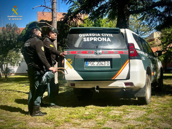 La Guardia Civil investiga a una persona por un delito de caza ilegal y decomisa 18 trofeos de caza mayor