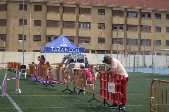 De la mano de Momo Agility, Tarancón acogió el campeonato de Castilla la Mancha Agility, puntuable para el Campeonato de España 2026 en el campo San Isidro