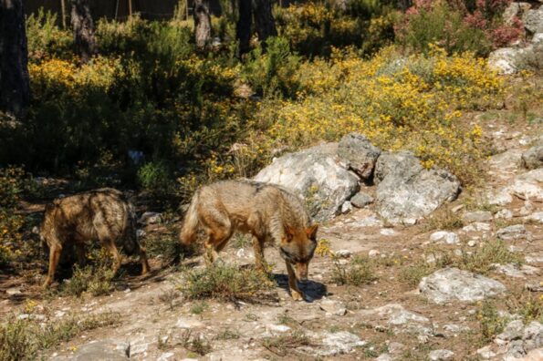UPA aplaude el cambio de estatus del lobo en la UE y pide a España su trasposición urgente
