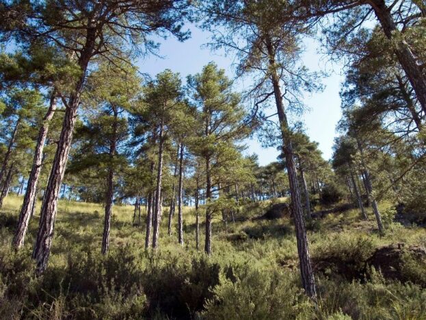 El Gobierno destina 3,2 millones de euros a Castilla-La Mancha para restaurar masas forestales en decaimiento o con riesgo de desertificación