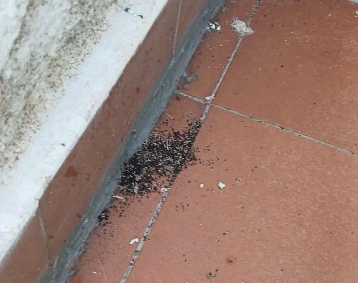 Vecinos de Villarrubio denuncian una plaga de insectos que afecta a varias viviendas del municipio