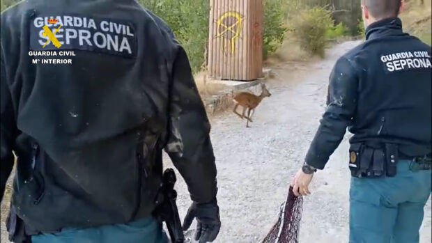 La Guardia Civil de Cuenca rescata un corzo atrapado en una finca del casco histórico de Cuenca