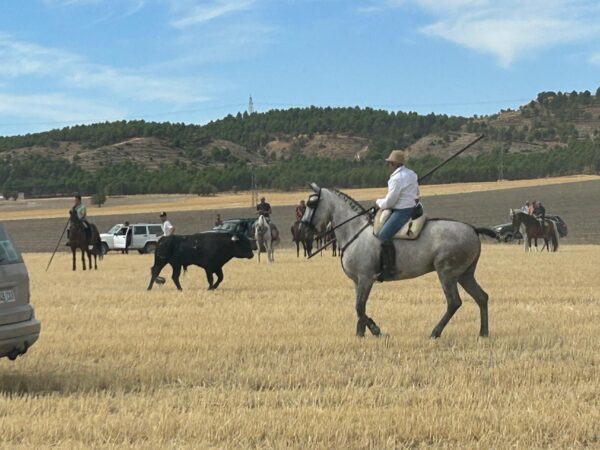 Gran ambiente en el tradicional encierro campero de Tarancón