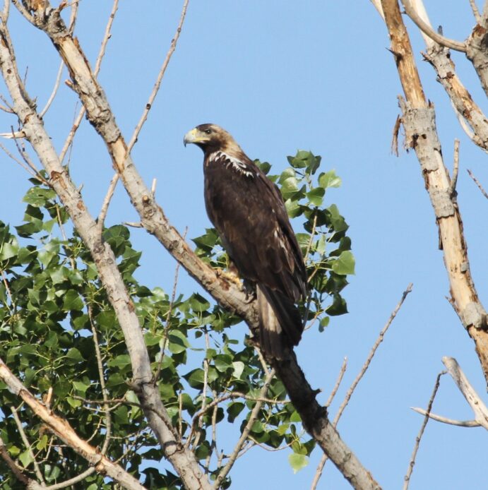 Publicado el libro “La conservación del Águila imperial ibérica en Castilla-La Mancha”, con datos actualizados sobre la especie