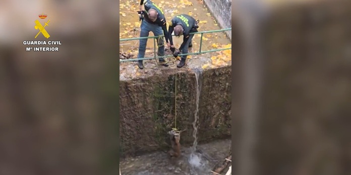 La Guardia Civil de Cuenca rescata un corzo atrapado en el canal de la Laguna de Uña