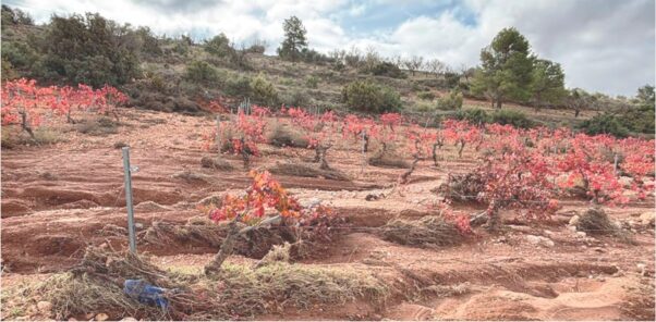 UPA denuncia la eliminación de una partida de ayudas a agricultores afectados por la DANA