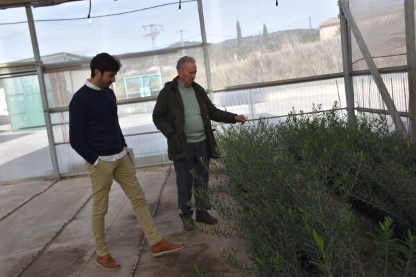 La Diputación de Cuenca apuesta por dar a conocer la calidad del aceite de La Alcarria con una ayuda de 60.000 euros
