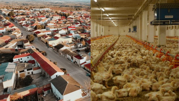 En tramitación una macrogranja de 738.000 pollos en El Herrumblar (Cuenca) a 600 metros de las viviendas