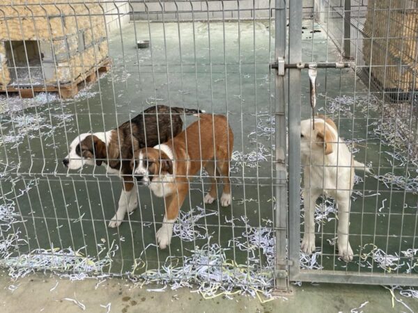 El Albergue Provincial de Animales de la Diputación de Cuenca incrementa las adopciones y acogidas un 4,5% respecto a 2024