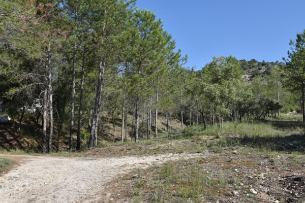 El Gobierno regional concede ayudas para promover la gestión forestal sostenible y eficiente de 18.400 hectáreas de monte en la provincia