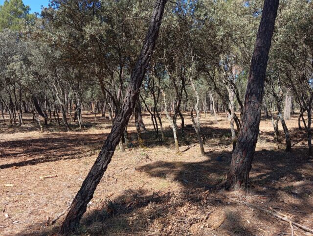 El Ayuntamiento de Almodóvar del Pinar refuerza el mantenimiento del Monte Público mediante tratamientos selvícolas