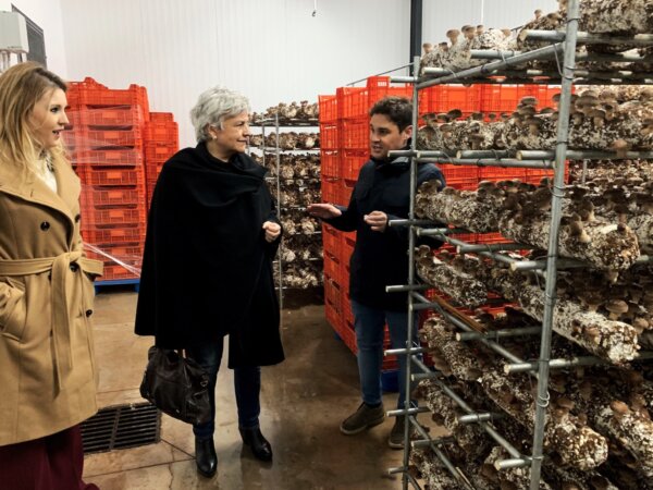 La subdelegada visita Mercajara, empresa del sector del cultivo del champiñón, en Villanueva de la Jara