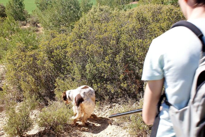 La Diputación de Cuenca convoca a 113 asociaciones de cazadores y cotos de caza para informar sobre la convocatoria de conejos