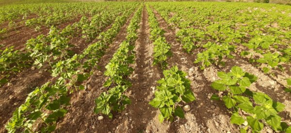 ASAJA Cuenca exige a la Consejería de Agricultura que comunique urgentemente las resoluciones de la ayuda agroambiental del girasol