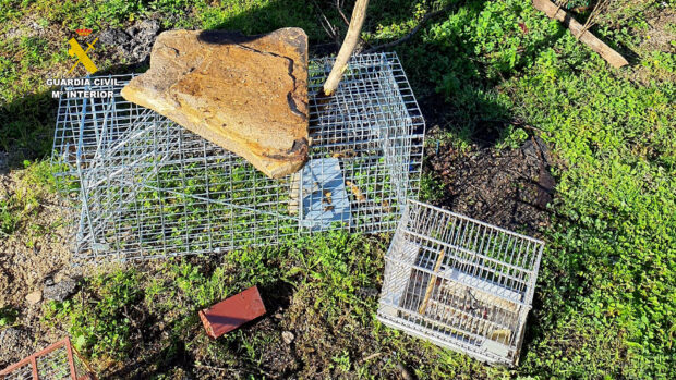 La Guardia Civil investiga a una persona por la captura ilegal de aves protegidas en Talavera de la Reina (Toledo)