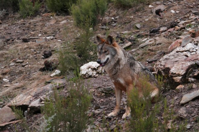 Ecologistas en acción y el fondo para la protección del lobo ibérico reclaman a la Junta de Castilla La Mancha la adopción de un plan de recuperación del lobo ibérico