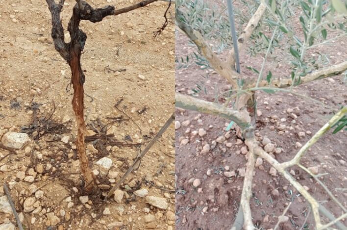 El campo de Horcajo de Santiago dice basta a la plaga de conejos y recurre la resolución de la Junta por falta de soluciones