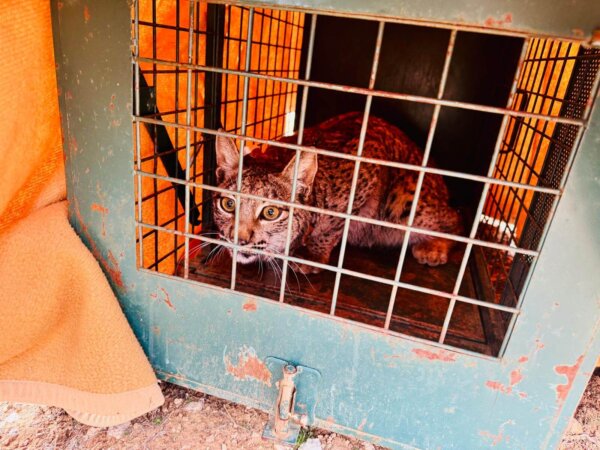 La Consejería de Desarrollo Sostenible avanza en la reintroducción del lince ibérico con la suelta de tres nuevos ejemplares en la provincia