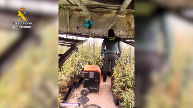 La Guardia Civil desmantela una plantación de marihuana indoor en Hormigos (Toledo)