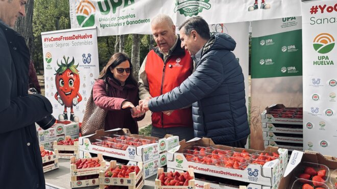 UPA y la Diputación de Huelva llevan fresas a los vecinos de Cuenca, que las disfrutan como la fruta sana, segura y sostenible que es
