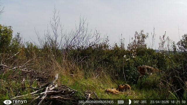 El Parque Nacional de Cabañeros registra, por primera vez en su historia, el nacimiento de una camada de lince ibérico