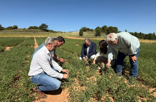 Cerca de 1.500 personas asisten a las Jornadas de Puertas Abiertas de Albaladejito para conocer sus campos de ensayo